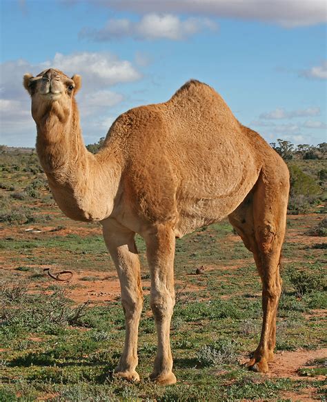 Camel wiki