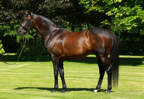 Camelot Stallions - Coolmore Ireland