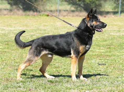 Camelot German Shepherds. Angie Young. 10205 Mille