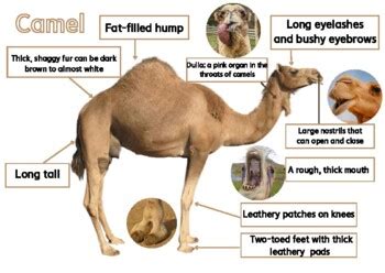 Camels Organ System