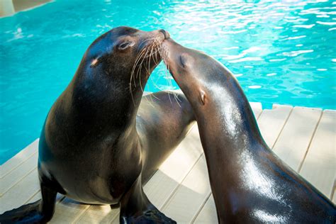 Cameo - Sea Lions at Houston Zoo