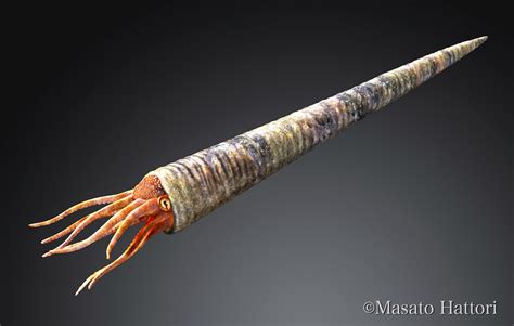 Ancient Mollusk Grew Feet Out of its Head! Orthoceras was an ancient cephalopod that lived about 370 million years ago. The name means straight horn, referring to the characteristic long, straight, conical shell. The preserved shell is all that remains of this ancestor of our modern-day squid. There is some confusion around the name..