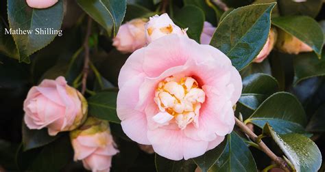 Camillia Rose Onlyfans Leak PORN 💋