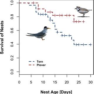 Camouflage and Clutch Survival in Plovers and Terns