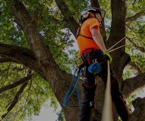 Camp climbing equipment.  At Sherrilltree, we offer the widest selection of tree cl...
