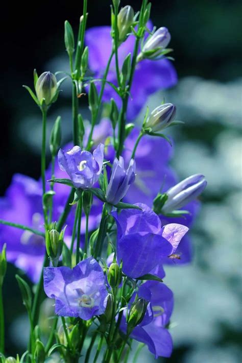 Campanula: Beautiful bellflowers for an elegant …