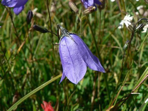 Campanula - Wikipedia