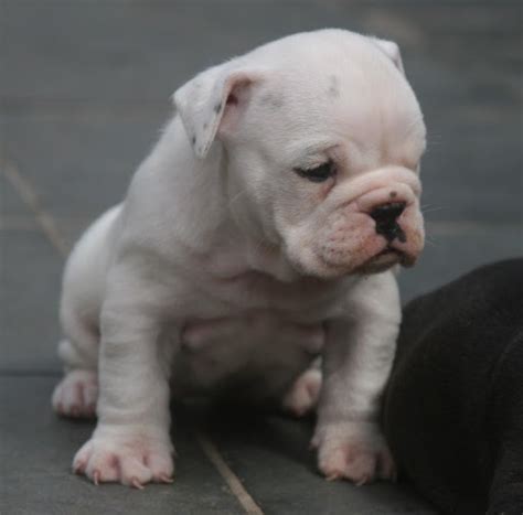 Campeiro Bulldog Puppies For Sale