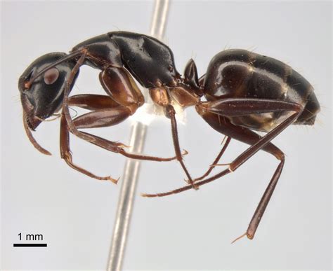 Camponotus kiusiuensis AntCheck.info