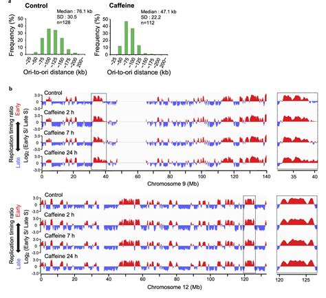 Camptothecin-Induced Replication Stress Affects DNA …