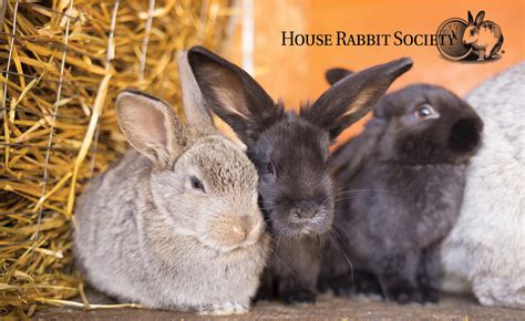 The House Rabbit Society in Richmond California via their website allows viewers to watch a live video stream of their resident bunt rabbits playing in their playroom. The society renown for its role in the rescue and housing of orphaned rabbits has aided more than 30,000 rabbits. View The Bunny Rabbit Playroom web cam.