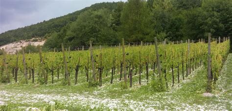 Can "hail cannons" really protect a vineyard? Wine …