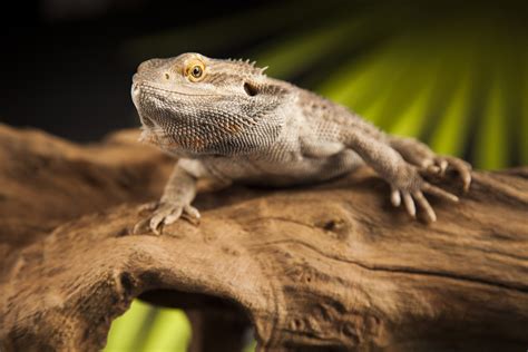 Can A Bearded Dragon Flip Itself Back Over? Understanding The …