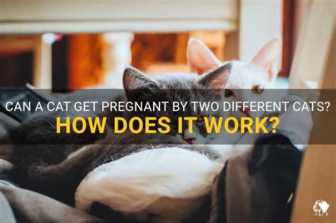 Can A Cat Get Pregnant By 2 Males? - Toyseen