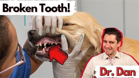 Can A Dog Break A Tooth On A Bone? All Answers