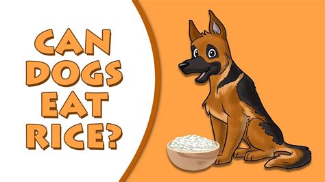 Can A Dog With Ibd Eat Rice? 22 Most Correct Answers