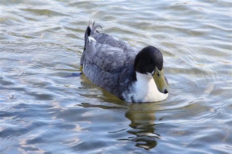 Can A Duck Be Male? - Sweetish Hill