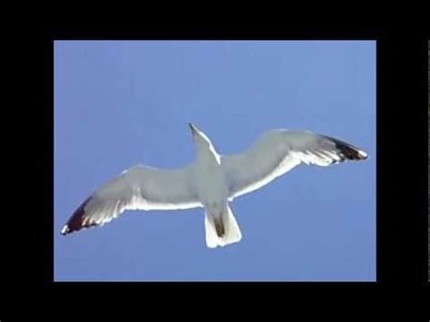 Can A Seagull Fly? PetThings