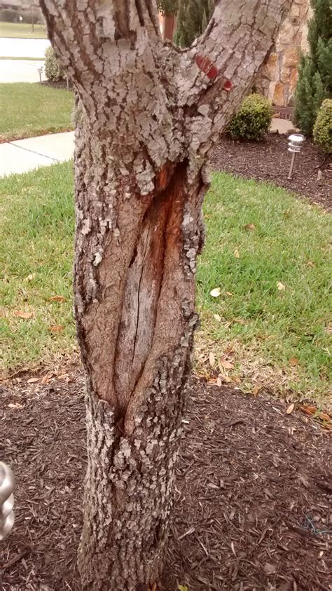 Can A Split Oak Tree Be Saved Mast Producing Trees