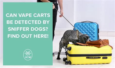 Can Airport Dogs Smell Cbd