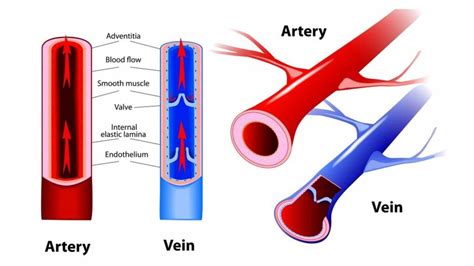 Can Arteries And Veins Regenerate? – ameliadanver.com