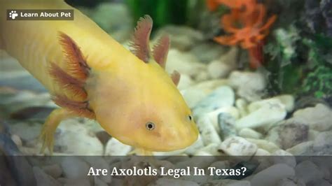 Can Axolotls Be Pets In Texas? – LegalProX