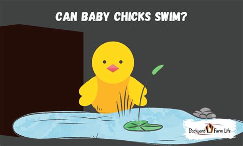 Can Baby Chicks Swim (Or Even Float?) - Backyard Farm Life