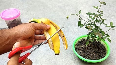 Can Banana Peels Be Used As Fertilizer? That Is Why It Makes …