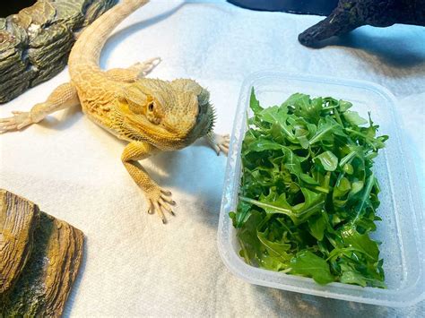 Can Bearded Dragons Eat Arugula Beardiebunch.com