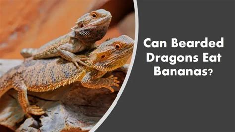 Can Bearded Dragons Eat Bananas? (See What Happens)