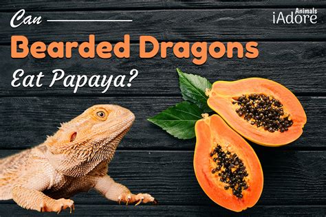 Can Bearded Dragons Eat Papaya? A Comprehensive Guide To …