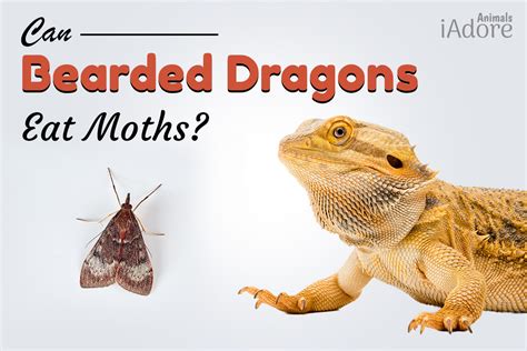 Can Bearded Dragons eat butterfly