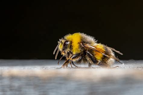 Can Bees Grow Their Wings Back? - Wild Yards