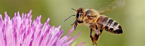 Can Bees See Colors? Kids Answers - Answers in Genesis