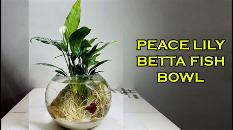 Can Betta Fish Live With Peace Lily? Pet Igloo