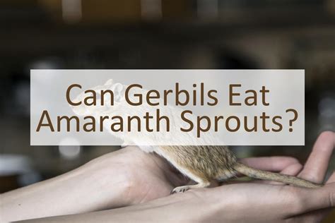 Can Birds Eat Amaranth? - My Pet Experts