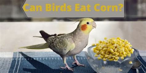 Can Birds Eat Corn Syrup? - My Pet Experts