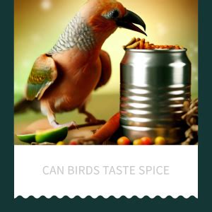 Can Birds Taste Spice - seekforpet.com