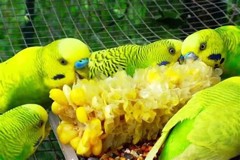 Can Budgies Eat Corn? Is It Safe for Budgies to Eat corn? (2024)