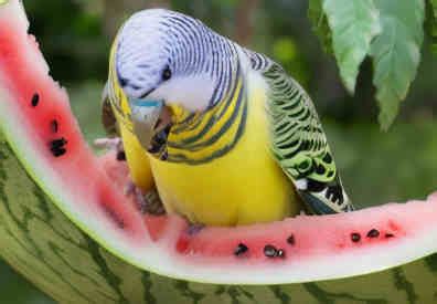 Can Budgies Eat Watermelon? 6 Fantastic Benefits