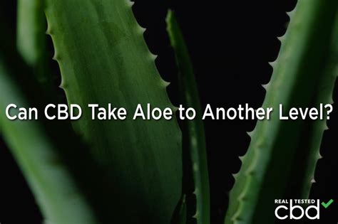 Can CBD Take Aloe to Another Level?