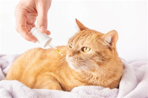 Can Cat Overdose On Cbd Oil