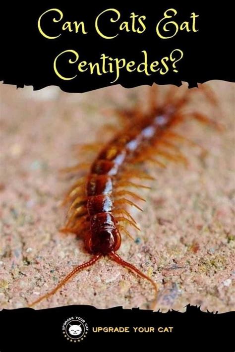 Can Cats Eat Centipedes? (Are they …