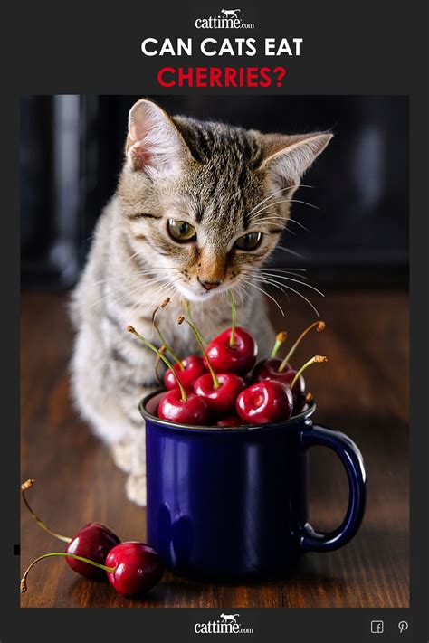 Can Cats Eat Cherries - Cats Guide