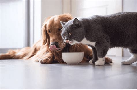 Can Cats Eat Dog Food? Understanding The Differences Between Dog …