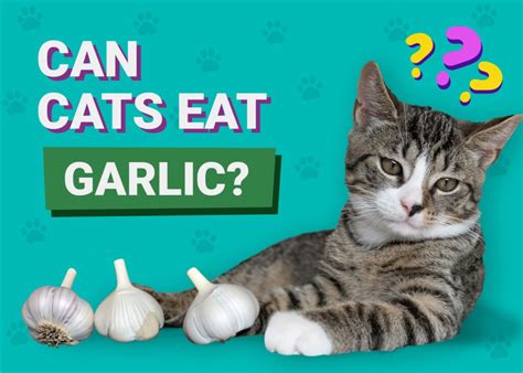 Can Cats Eat Garlic? (The Risks!) - Pet Food Fuss