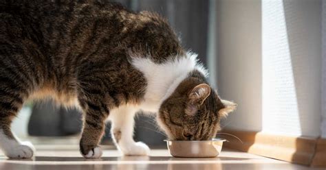 Can Cats Eat Grits? (YES & How Much?) - Mi Cat Guide