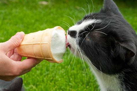 Can Cats Eat Ice Cream? Healthy Paws Pet Insurance