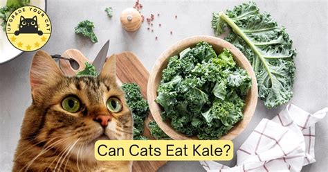 Can Cats Eat Kale? - Cats Guide