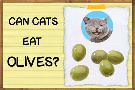 Can Cats Eat Olives? ZooAwesome